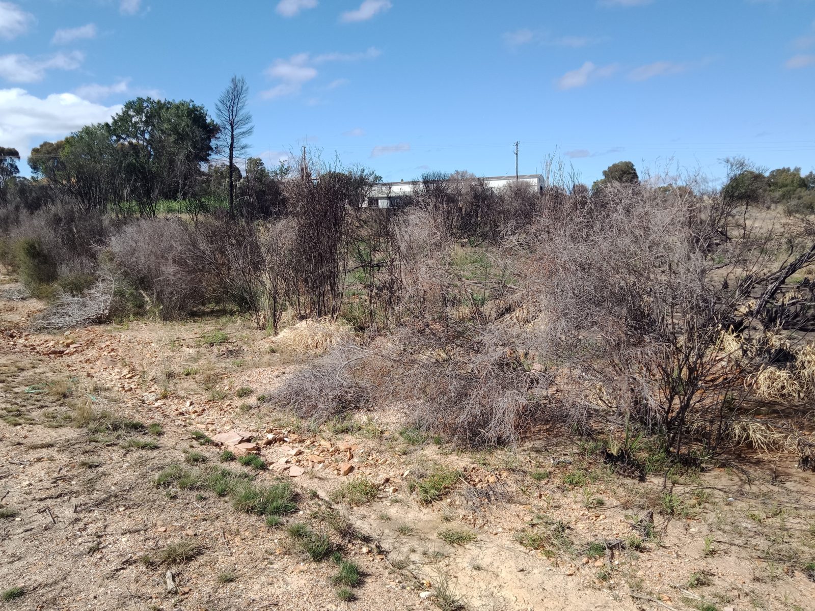 White Hills Geological Reserve The Bushfire Foundation Inc